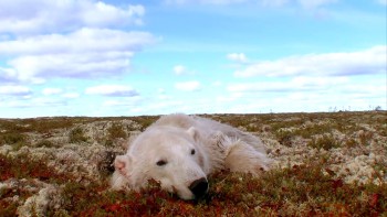 Polar Bears: A Summer Odyssey (2012) download