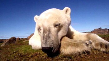 Polar Bears: A Summer Odyssey (2012) download